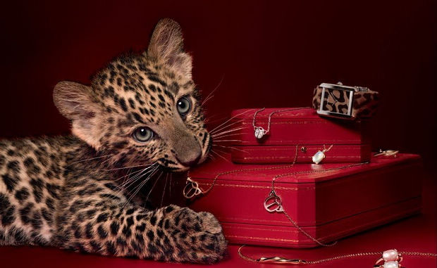 Cartier؁T(j)ʥQY]